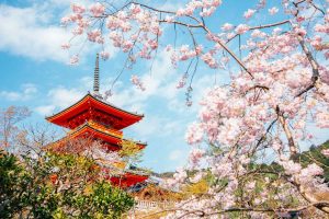 Cập nhật thông tin mùa hoa anh đào Nhật Bản 2024 mới nhất